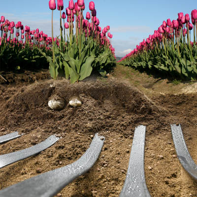 Heating ribbon below agricultural soil